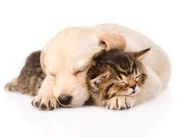 a puppy cuddling with a kitten